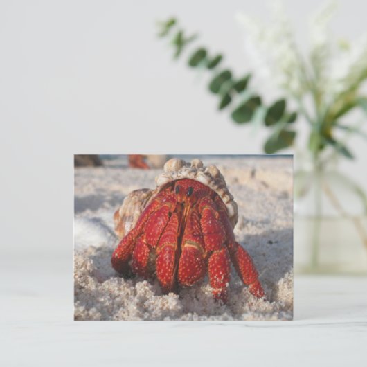Hermit Crab Briefkaart (Staand voorkant)