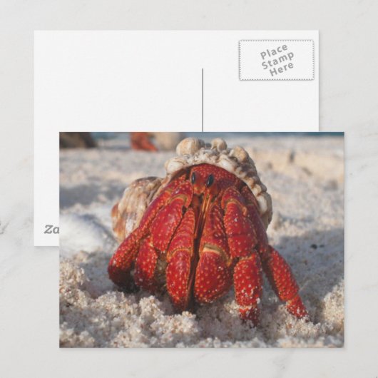 Hermit Crab Briefkaart (Voorkant / Achterkant)