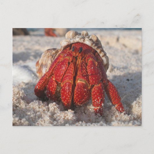 Hermit Crab Briefkaart (Voorkant)