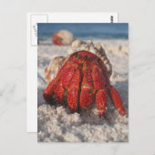 Hermit Crab Briefkaart (Voorkant / Achterkant)