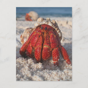 Hermit Crab Briefkaart