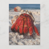 Hermit Crab Briefkaart (Voorkant)