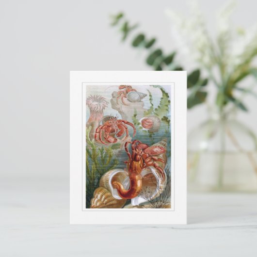 Hermit Crab Briefkaart (Staand voorkant)