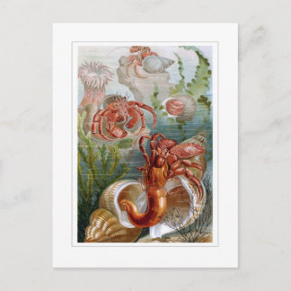 Hermit Crab Briefkaart