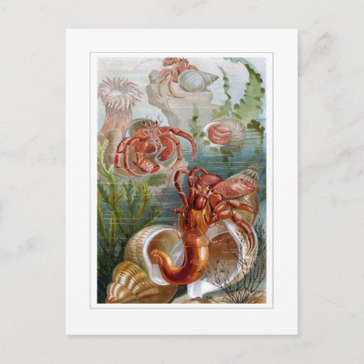 Hermit Crab Briefkaart (Voorkant)