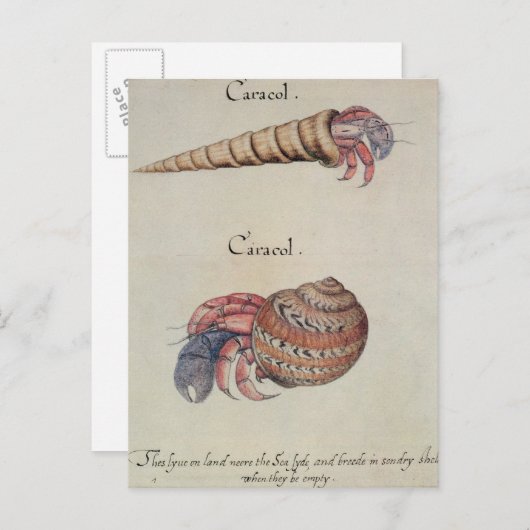 Hermit Crab Briefkaart (Voorkant / Achterkant)