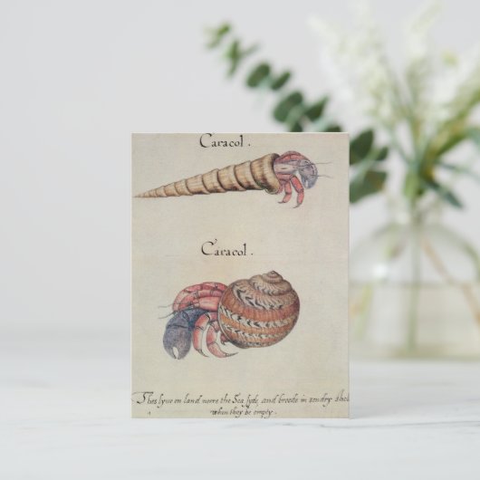 Hermit Crab Briefkaart (Staand voorkant)