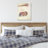 Hermit Crab Canvas Afdruk (Insitu (Slaapkamer))