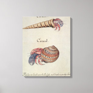 Hermit Crab Canvas Afdruk