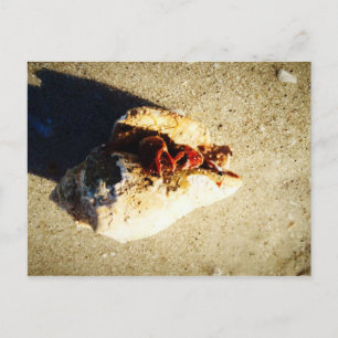 Hermit Crab Clearwater Beach Florida Briefkaart