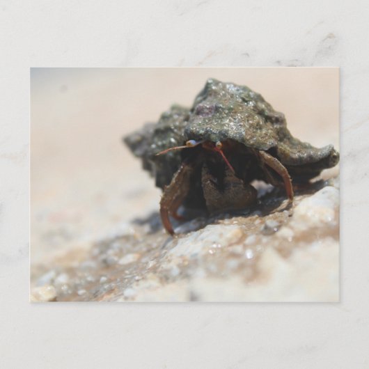 Hermit Crab foto afgedrukt Briefkaart (Voorkant)