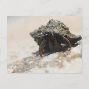 Hermit Crab Foto gedrukt Briefkaart