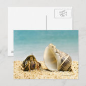 Hermit crab kijkt naar grotere schelp briefkaart (Voorkant / Achterkant)