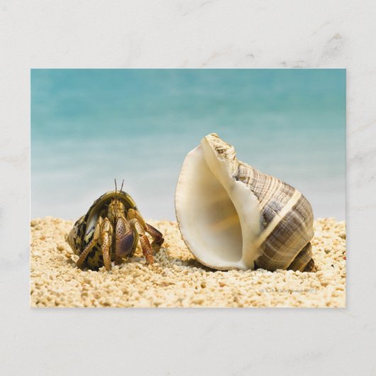 Hermit crab kijkt naar grotere schelp briefkaart (Voorkant)