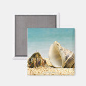 Hermit crab kijkt naar grotere schelp magneet (Voorkant / Achterkant)