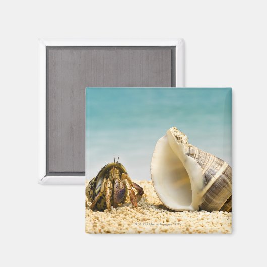 Hermit crab kijkt naar grotere schelp magneet (Voorkant / Achterkant)