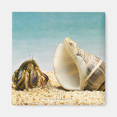 Hermit crab kijkt naar grotere schelp magneet (Voorkant)