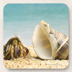 Hermit crab kijkt naar grotere schelp onderzetter
