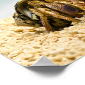 Hermit crab kijkt naar grotere schelp poster (Hoek)