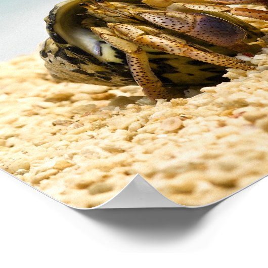 Hermit crab kijkt naar grotere schelp poster (Hoek)