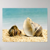 Hermit crab kijkt naar grotere schelp poster (Voorkant)