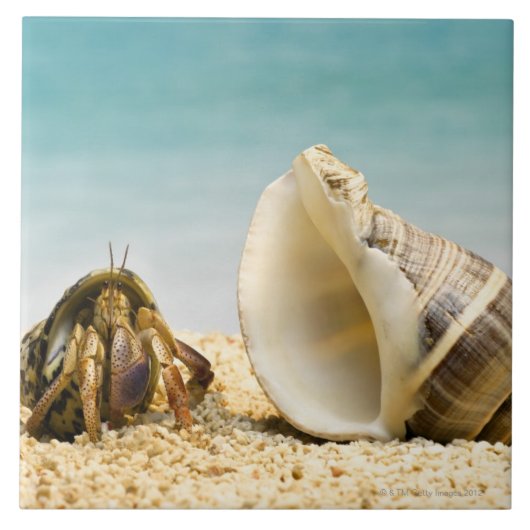 Hermit crab kijkt naar grotere schelp tegeltje (Voorkant)