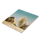 Hermit crab kijkt naar grotere schelp tegeltje (Zijkant)