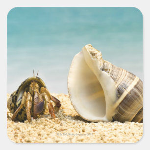 Hermit crab kijkt naar grotere schelp vierkante sticker