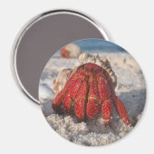Hermit Crab Magneet (Voorkant / Achterkant)