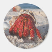 Hermit Crab Magneet (Voorkant)