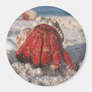 Hermit Crab Magneet
