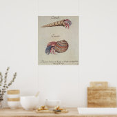 Hermit Crab Poster (Keuken)