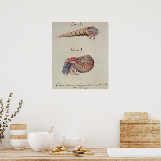 Hermit Crab Poster (Keuken)