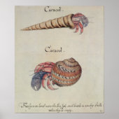 Hermit Crab Poster (Voorkant)