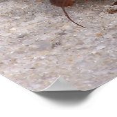 Hermit Crab Poster (Hoek)