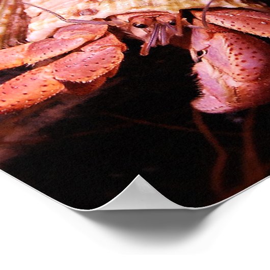 Hermit Crab Print (Hoek)