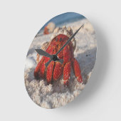 Hermit Crab Ronde Klok (Hoek)