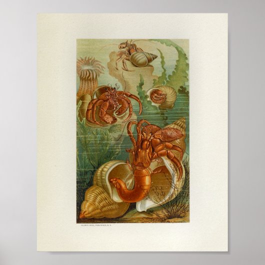 Hermit Crab Zee Anemone Marine Life Print (Voorkant)
