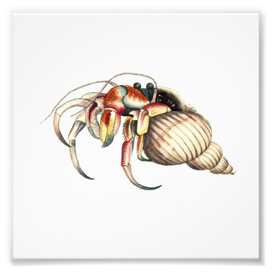 Hermit Crab Zee Ocean Beach Bathroom Print Foto Afdruk (Voorkant)