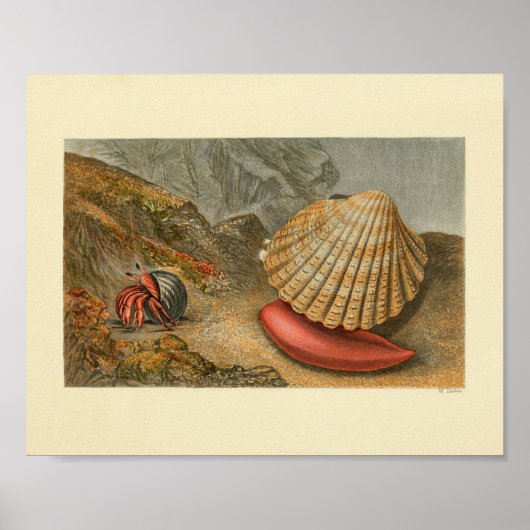 Hermit Crab Zee Shell Color Print (Voorkant)