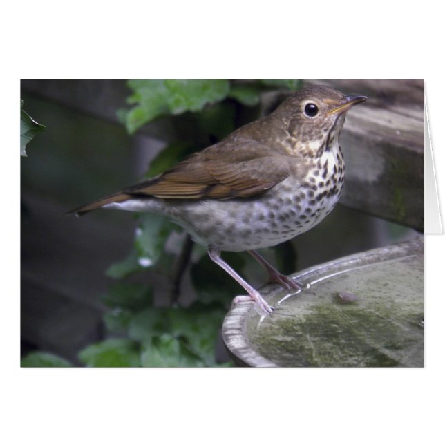 Hermit Thrush (Voorkant Horizontaal)