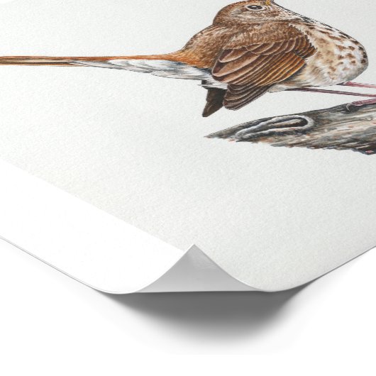 Hermit Thrush Art Print (Hoek)