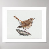Hermit Thrush Art Print (Voorkant)