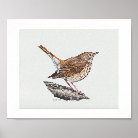 Hermit Thrush Art Print (Voorkant)
