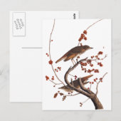 Hermit Thrush Audubon Bird met Red Berries Briefkaart (Voorkant / Achterkant)