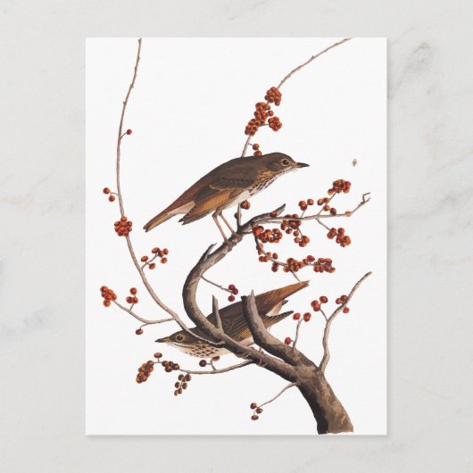 Hermit Thrush Audubon Bird met Red Berries Briefkaart (Voorkant)