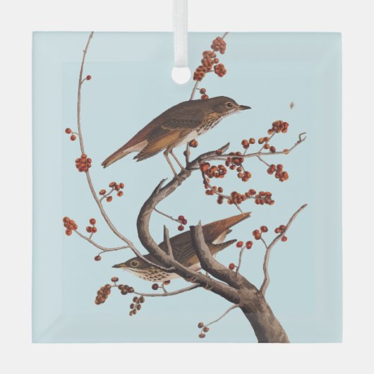 Hermit Thrush Audubon Bird met Red Berries Glas Ornament (Voorkant)
