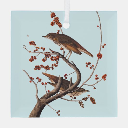 Hermit Thrush Audubon Bird met Red Berries Glas Ornament (Achterkant)