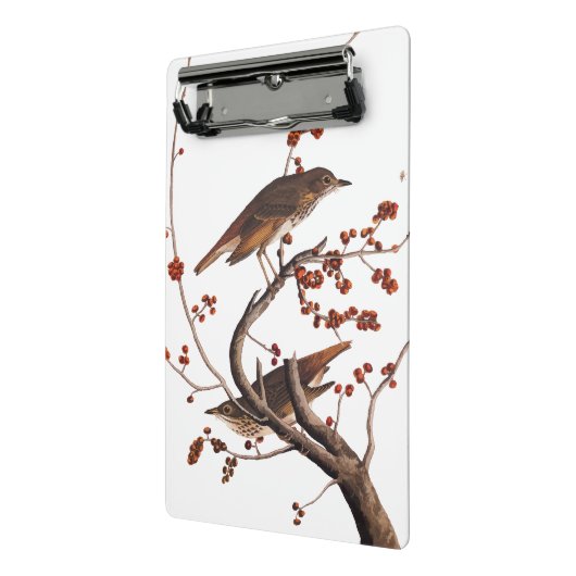Hermit Thrush Audubon Bird met Red Berries Mini Klembord (Angled2)