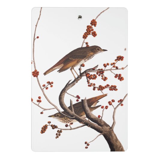 Hermit Thrush Audubon Bird met Red Berries Mini Klembord (Achterkant)